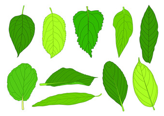 Green Leaves fresh abstract isolated on white background illustration vector