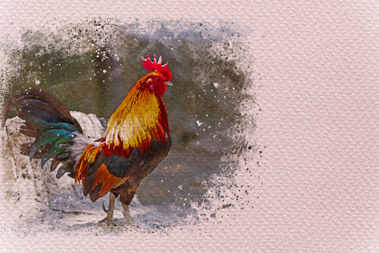 Rooster walking in the farm. Digital watercolor painting effect. Copy space for text.