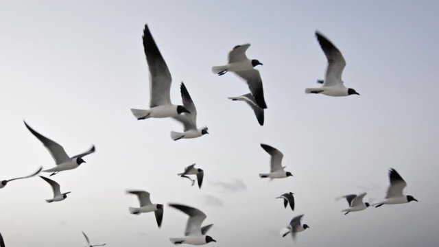 Gaviotas volando