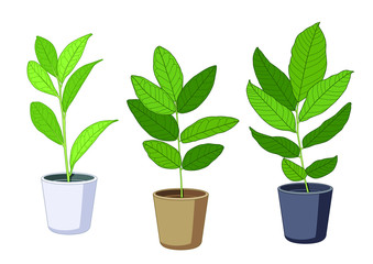 air purification green leaves trees in pots fresh on white background illustration vector Green leaves trees in pots fresh on white background illustration vector