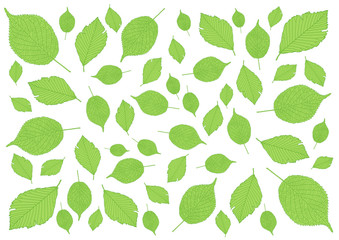 Leaves green pattern on white background illustration