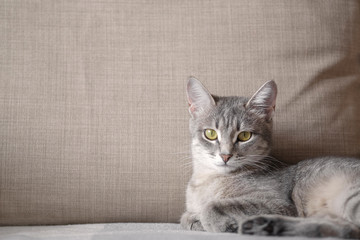  Gray fluffy cat is. Pet and people. Banner for website