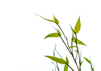 bamboo leaves on white background
