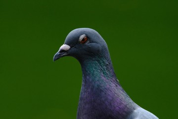 portrait of rock dove