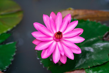 Colorful pink water lily lutis flower in park pond