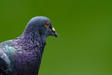 portrait of rock dove