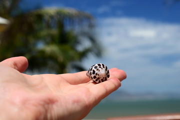 Seashell cone in hand. Black and white shell on the palm. 
