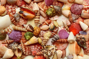 Abundance of seashells. Close-up of colorful shells. Inhabitants of the South China sea.