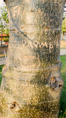Romantic symbol engraving on Baobab trunk