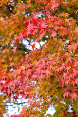 Red maple leaves on the branch during Fall season in Japan
