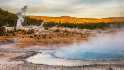 Hot springs and geyser basin landscape with bison grazing at Yellowstone National Park, Wyoming,...