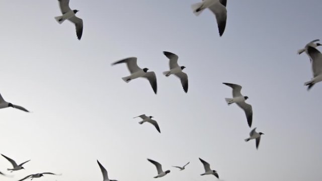 birds flying slowmo