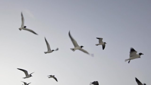 Gaviotas al vuelo en c&aacute;mara lenta