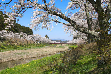 夏井川の千本桜（福島県・小野町）