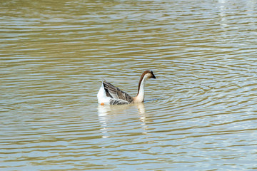 white Duck on calm lake 
