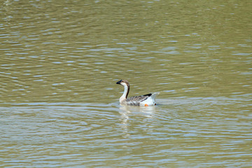 white Duck on calm lake 