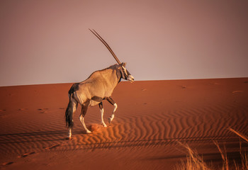 Oryx escalade une dune de sable rouge à Sossusvlei, désert du Namib, Namibie.