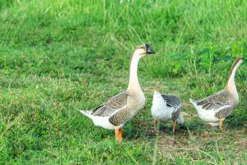 white Duck on calm lake 