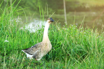white Duck on calm lake 