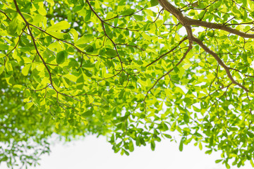 Beautiful green leaf on  white background and copy space