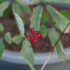 オタネニンジン