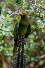 Yellow-Shouldered Amazon Parrot