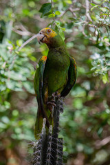 Yellow-Shouldered Amazon Parrot