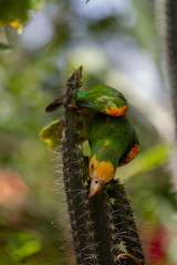 Yellow-Shouldered Amazon Parrot