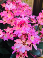 pink flowers in garden