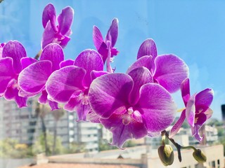 orchid on a background