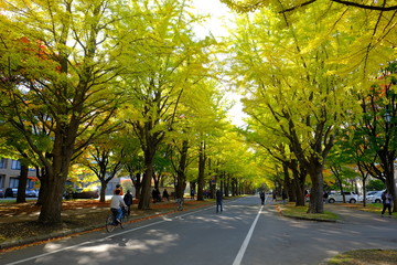 Fototapeta premium 北海道学の秋・紅葉