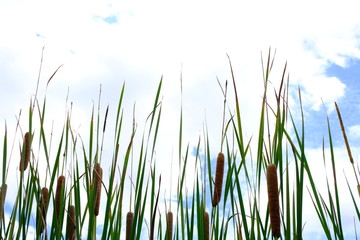 green grass on blue background