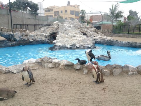 ping&uuml;inos