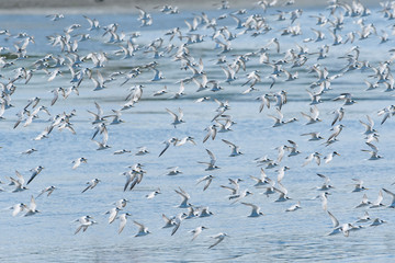 コアジサシの群飛(Little Tern)