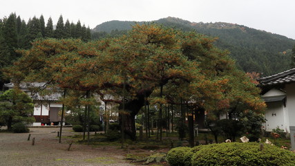 Fototapeta na wymiar 松の巨木