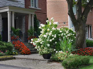 Fototapeta na wymiar Garden with large white hydrangea bush and red impatiens