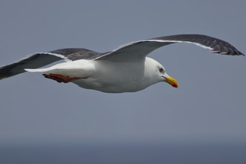 Seagull flying closeup on blurred background of sea, coast and horizon.
