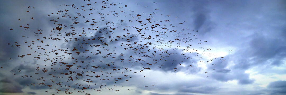 large group of flying bats, mega bats in the sky