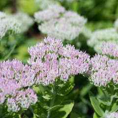 オオベンケイソウ