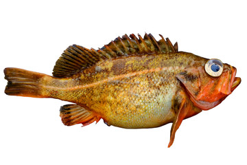 Alive rockfish Sebastes owstoni (Owston sting fish, Redfish) isolated on white background. Alive fresh raw delicious fish.