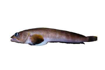 Alive rockfish Searcher (Bathymaster signatus) isolated on white background.