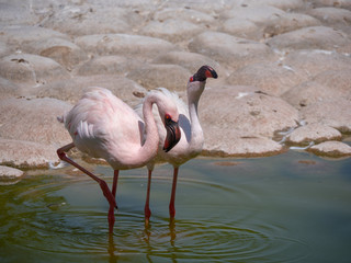 White Flamingo in the middle east