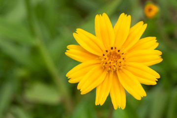 Fototapeta premium dandelion with blurry green background