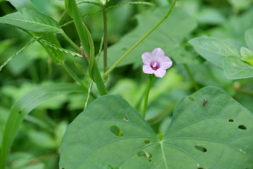 flower with water drops