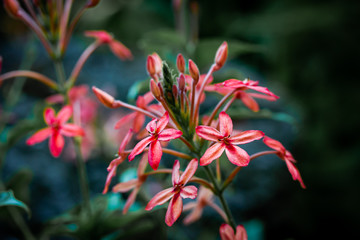 Fototapeta premium pink flowers with blurry background