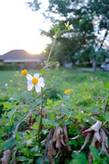 Street flowers bloom in the evening light