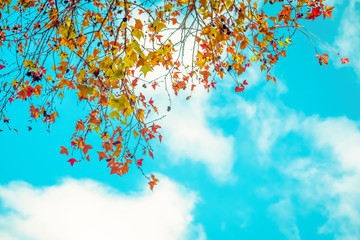Fototapeta na wymiar Beautiful autumn leaves and sky background in fall season, Colorful maple foliage tree in the autumn park, Autumn trees leaves in vintage color tone.