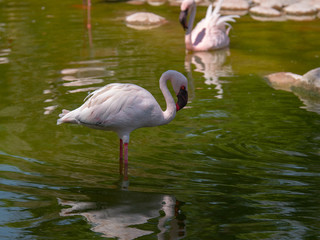 White Flamingo in the middle east