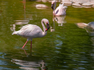 White Flamingo in the middle east