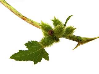 spiny plant isolated on white background
